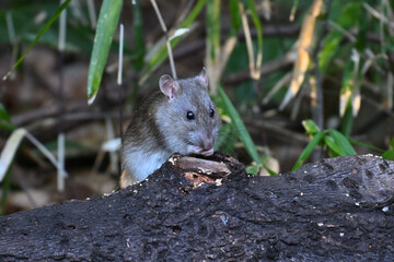 ドブネズミ street rat