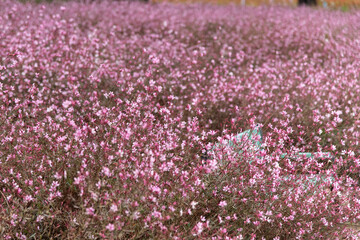 Fototapeta premium empty bench in the gaura flower bed