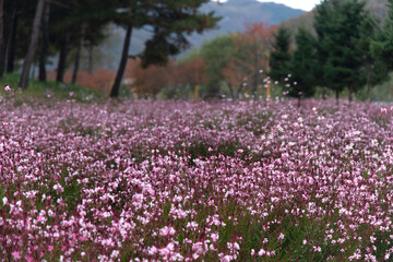 Obraz premium field of gaura flowers in the park
