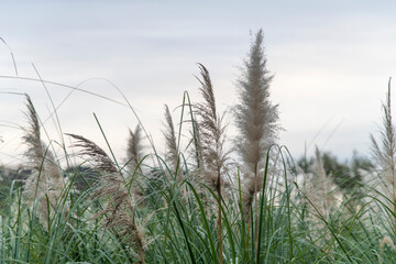 Obraz premium Pampas in the park