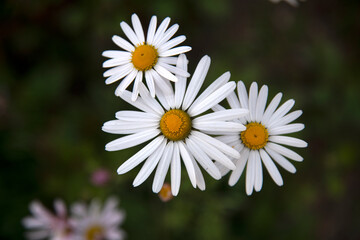 Obraz premium close-up of the daisy flowers