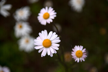 close-up of the daisy flowers