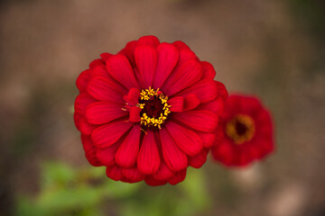 close-up of the zinnia flower
