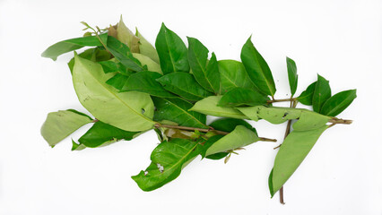 Fresh green Indonesian bay leaves isolated on white background 