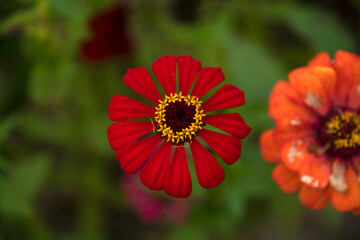 close-up of the zinnia flower