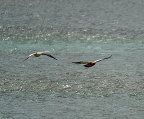 Flying ducks
