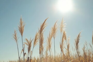Golden grass sways under the bright sun in an open field during a clear day