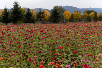 field of zinnia flowers in the park