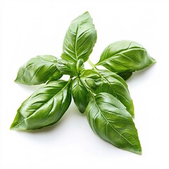 Fototapeta premium Fresh Basil Sprig Isolated on White Background