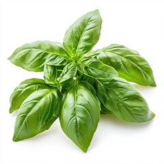 Fototapeta premium Fresh Basil Sprig Isolated on White Background