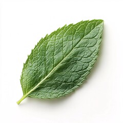 Obraz premium Fresh Mint Leaf Isolated on White Background