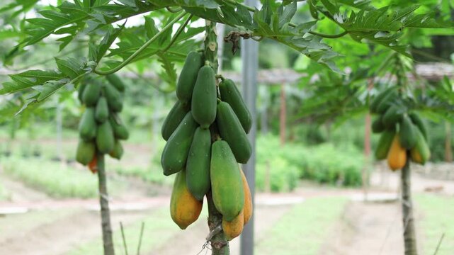 Papaya fruits dangle from sturdy trunks as lush vegetation surrounds them.