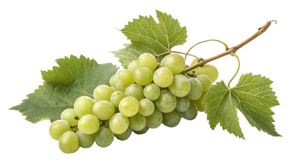 Obraz premium Ripe Green Grapes Hanging in a Cluster, Freshly Picked and Attached to a Stem on Transparent Background PNG