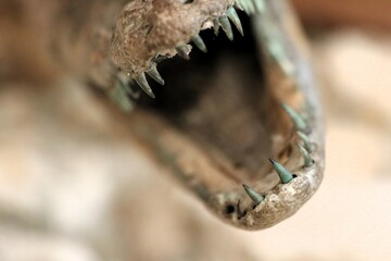 An Intense CloseUp of a Ferocious Teeth Structure of a Wild Animal in the Wilderness