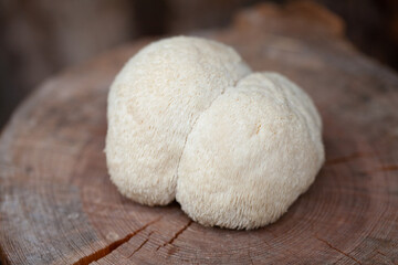 Lion's mane - Hericium erinaceus, medicinal mushroom, healthy fungus for brain function., It can be harvested for culinary use, acontains polysaccharides, such as β-glucan, hericenones and erinacines.