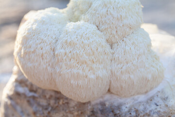 Lion's mane - Hericium erinaceus, medicinal mushroom, healthy fungus for brain function., It can be harvested for culinary use, acontains polysaccharides, such as β-glucan, hericenones and erinacines.