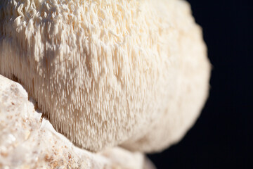 Lion's mane - Hericium erinaceus, medicinal mushroom, healthy fungus for brain function., It can be harvested for culinary use, acontains polysaccharides, such as β-glucan, hericenones and erinacines.