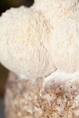Lion's mane - Hericium erinaceus, medicinal mushroom, healthy fungus for brain function., It can be harvested for culinary use, acontains polysaccharides, such as β-glucan, hericenones and erinacines.