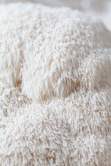 Lion's mane - Hericium erinaceus, medicinal mushroom, healthy fungus for brain function., It can be harvested for culinary use, acontains polysaccharides, such as β-glucan, hericenones and erinacines.