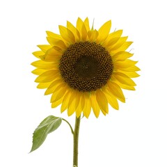 Obraz premium A single sunflower with drooping petals, isolated on white background.