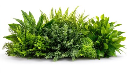 Fototapeta premium Lush green foliage arrangement, isolated on white; perfect for gardening or nature websites