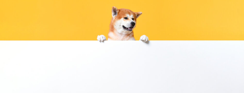 Cute Japanese Shiba Inu dog standing behide white paper board with empty space for text in studio isolated yellow color banner background