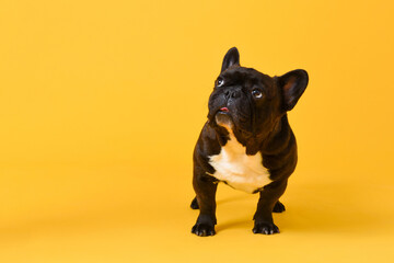 Curious lovely black French Bulldog dog standing and looking up sideways in studio yellow color isolated background