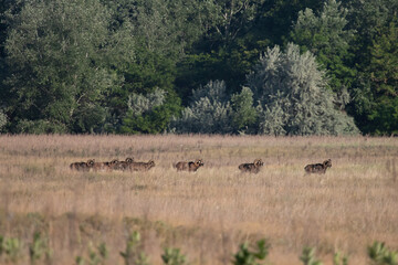 Fototapeta premium European mouflon