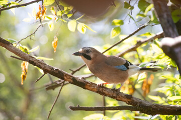 Eurasian Jay (Garrulus glandarius) on a branch in the forest