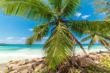 Fototapeta premium Coconut palm tree by the sea in a tropical beach
