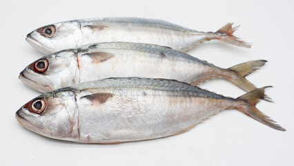 Raw fresh  Mackerel fish or ikan kembung and ingredients ,Fresh seafood concept.