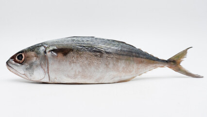 Raw fresh  Mackerel fish or ikan kembung and ingredients ,Fresh seafood concept.