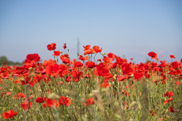Poppie field in sunny day