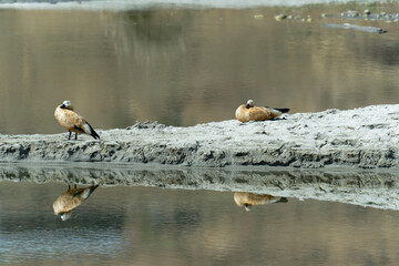 Ducks reflecting on the water