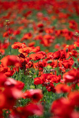 Poppie field in sunny day
