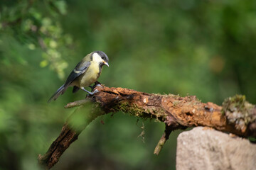 Great tit on the branch close-up