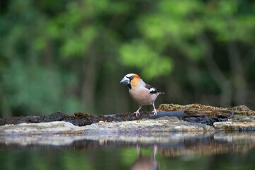 Hawfinch (Coccothraustes coccothraustes)
