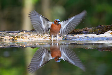 Beautiful songbird Common chaffinch in wildlife.
