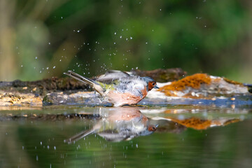 Beautiful songbird Common chaffinch in wildlife.