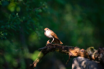 Common Nightingale perched near a pond