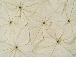 White Leaves Arranged in a Circular Pattern Creates a Natural, Textured Background