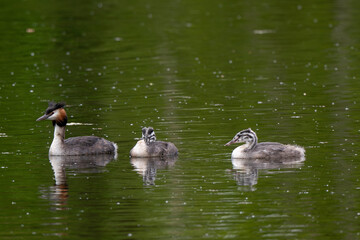 Grèbe huppé,.Podiceps cristatus, Great Crested Grebe, femelle et jeune
