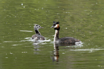 Grèbe huppé,.Podiceps cristatus, Great Crested Grebe, femelle et jeune