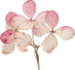 Pressed dried flower realistic illustration isolated on transparent background