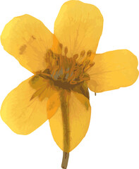 Pressed dried flower realistic illustration isolated on transparent background
