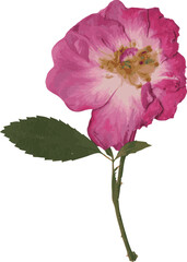 Pressed dried flower realistic illustration isolated on transparent background