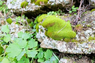 Vibrant and Lush Green Moss Covering Stones Found Naturally in Various Landscapes of Nature