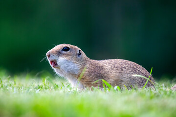 Funny ground squirrel