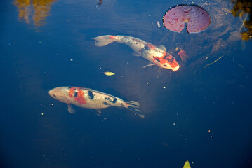 Poisson, bassin, jardin