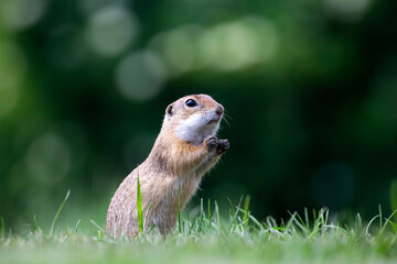 Funny ground squirrel